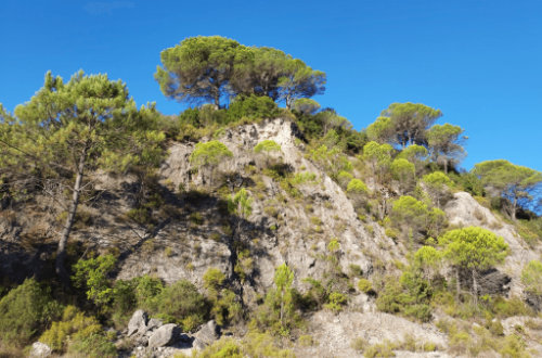 A rock wall with a tree