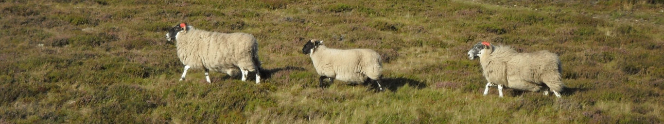 three sheep walking in a row in the Scottish Highlands