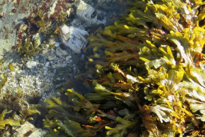 close-up of algae in a rock pool in Falmouth, England