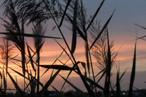 a bunch of reeds at sunset in Italy