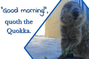 Blue writing in 3d: 'Good morning!', quoth the Quokka. On the right is an image of a 
          Quokka (a small brown marsupial that looks like a large rat and lives on Rottnest Island, Australia). The Quokka smiles into the camera. The image has 
          a dark blue frame.