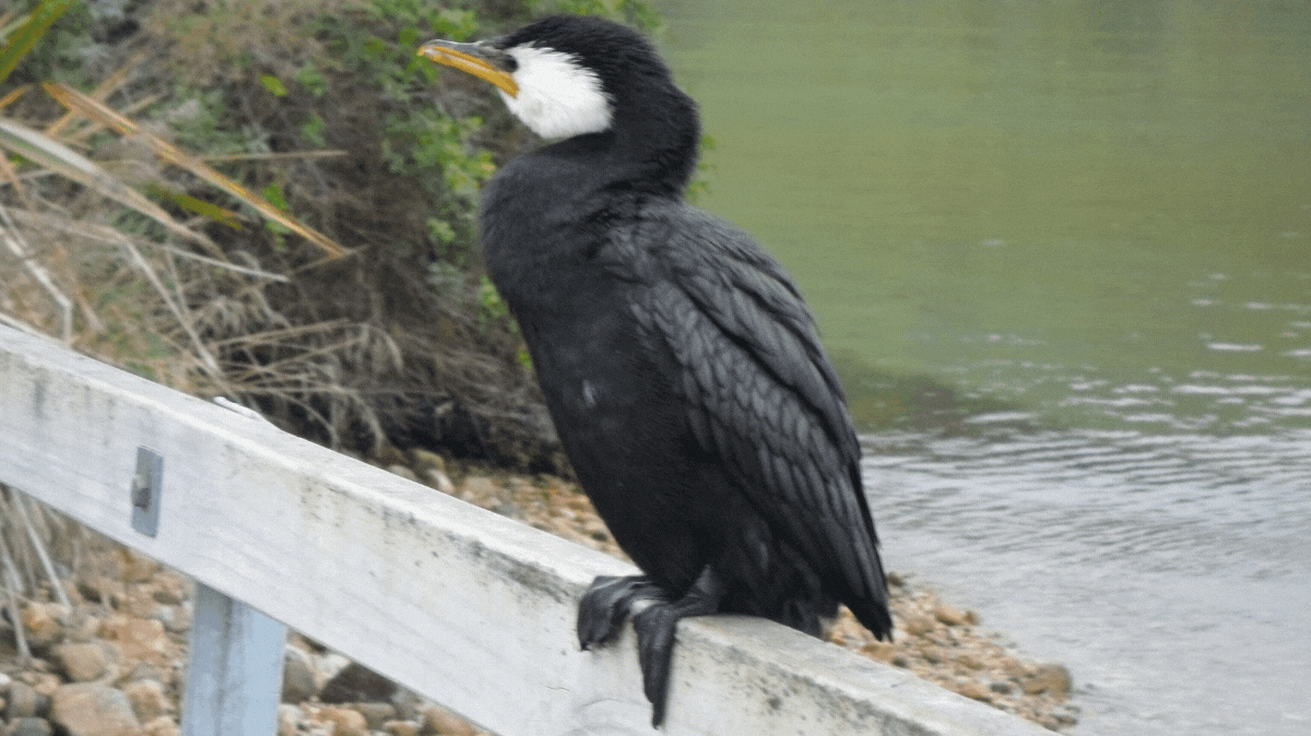 A short video of a bird sitting on a wooden rail. Then the bird turns to look directly at the camer and the question
          'What?' appears next to it.