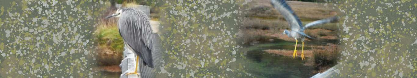 a dark green background with brown splatters on it. On the left: The image of a heron 
      crouching on a railing. On the right: The heron took flight.