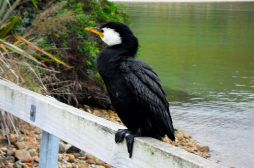 A black and white water bird perches on a railing.