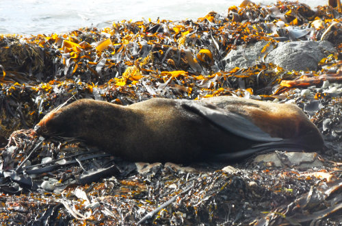 A brown seal sleeps on a bed of brown and yellow sea weed.