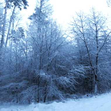 winter forest